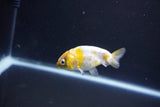 Baby Ranchu  Calico 2.5 Inch (ID#1101R9c-45) Free2Day SHIPPING