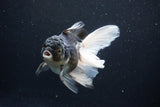 Thai Oranda  Panda 5.5 Inch (ID#1122To6c-105)