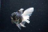 Thai Oranda  Panda 5.5 Inch (ID#1122To6c-105)