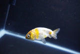 Baby Ranchu  Calico 2.5 Inch (ID#1101R9c-45) Free2Day SHIPPING