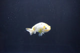 Baby Ranchu  Calico 2.5 Inch (ID#1101R9c-45) Free2Day SHIPPING