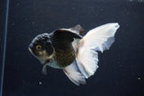 Thai Oranda  Panda 5.5 Inch (ID#1122To6c-105)