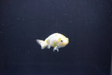 Baby Ranchu  Calico 2.5 Inch (ID#1101R9c-45) Free2Day SHIPPING