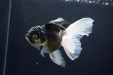 Thai Oranda  Panda 5.5 Inch (ID#1122To6c-105)