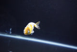 Baby Ranchu  Calico 2.5 Inch (ID#1101R9c-45) Free2Day SHIPPING