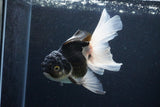 Thai Oranda  Panda 5.5 Inch (ID#1122To6c-105)