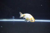 Baby Ranchu  Calico 2.5 Inch (ID#1101R9c-45) Free2Day SHIPPING