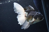 Thai Oranda  Panda 5.5 Inch (ID#1122To6c-105)