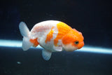 Juvenile Lionchu  Red White 3.5 Inch (ID#927R11b-37) Free2Day SHIPPING