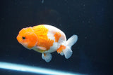 Juvenile Lionchu  Red White 3.5 Inch (ID#927R11b-37) Free2Day SHIPPING