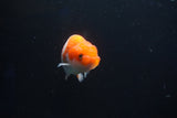 Juvenile Lionchu  Red White 3.5 Inch (ID#927R11b-37) Free2Day SHIPPING