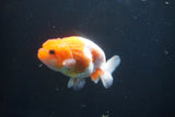 Juvenile Lionchu  Red White 3.5 Inch (ID#927R11b-37) Free2Day SHIPPING