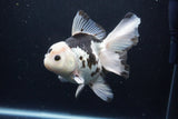 Thai Oranda  Panda 6 Inch (ID#1126To6c-95)