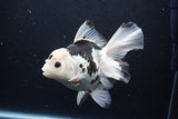 Thai Oranda  Panda 6 Inch (ID#1126To6c-95)