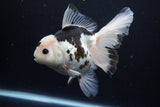 Thai Oranda  Panda 6 Inch (ID#1126To6c-95)