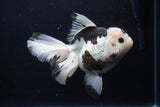 Thai Oranda  Panda 6 Inch (ID#1126To6c-95)