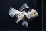 Thai Oranda  Panda 6 Inch (ID#1126To6c-95)