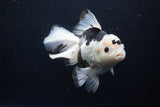 Thai Oranda  Panda 6 Inch (ID#1126To6c-95)