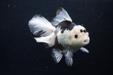 Thai Oranda  Panda 6 Inch (ID#1126To6c-95)