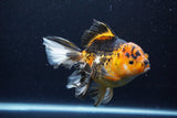 Thai Oranda  Tricolor 6 Inch (ID#1126To6c-96)