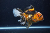 Thai Oranda  Tricolor 6 Inch (ID#1126To6c-96)