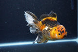 Thai Oranda  Tricolor 6 Inch (ID#1126To6c-96)