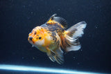 Thai Oranda  Tricolor 6 Inch (ID#1126To6c-96)