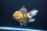 Thai Oranda  Tricolor 6 Inch (ID#1126To6c-96)