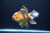 Thai Oranda  Tricolor 6 Inch (ID#1126To6c-96)