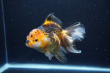 Thai Oranda  Tricolor 6 Inch (ID#1126To6c-96)