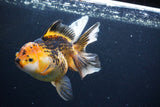 Thai Oranda  Tricolor 6 Inch (ID#1126To6c-96)