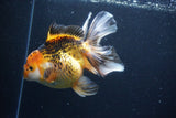 Thai Oranda  Tricolor 6 Inch (ID#1126To6c-96)