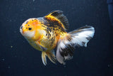 Thai Oranda  Tricolor 6 Inch (ID#1126To6c-96)