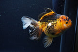 Thai Oranda  Tricolor 6 Inch (ID#1126To6c-96)