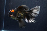 Jumbo Thai Oranda  Tricolor 6.5 Inch (ID#1126To6c-97)