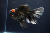 Jumbo Thai Oranda  Tricolor 6.5 Inch (ID#1126To6c-97)