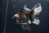 Jumbo Thai Oranda  Tricolor 6.5 Inch (ID#1126To6c-97)