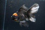 Jumbo Thai Oranda  Tricolor 6.5 Inch (ID#1126To6c-97)