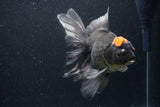 Jumbo Thai Oranda  Tricolor 6.5 Inch (ID#1126To6c-97)