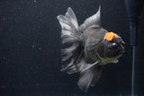 Jumbo Thai Oranda  Tricolor 6.5 Inch (ID#1126To6c-97)