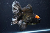 Jumbo Thai Oranda  Tricolor 6.5 Inch (ID#1126To6c-97)