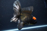 Jumbo Thai Oranda  Tricolor 6.5 Inch (ID#1126To6c-97)