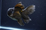 Thai Oranda  Black 5.5 Inch (ID#1126To6c-98)