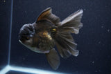 Thai Oranda  Black 5.5 Inch (ID#1126To6c-98)