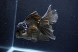 Thai Oranda  Black 5.5 Inch (ID#1126To6c-98)