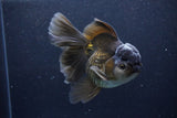 Thai Oranda  Black 5.5 Inch (ID#1126To6c-98)