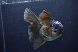 Thai Oranda  Black 5.5 Inch (ID#1126To6c-98)