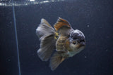 Thai Oranda  Black 5.5 Inch (ID#1126To6c-98)