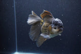 Thai Oranda  Black 5.5 Inch (ID#1126To6c-98)