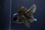 Thai Oranda  Black 5.5 Inch (ID#1126To6c-98)